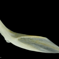 photo of European plaice cleithrum lateral view