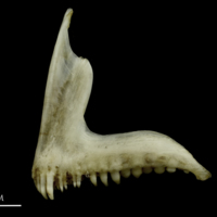 photo of Common pandora premaxilla lateral view