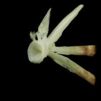 photo of Freshwater bream ultimate vertebra detail view