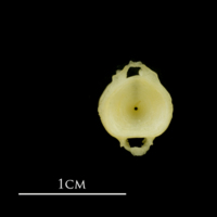 photo of Atlantic mackerel caudal vertebra anterior view