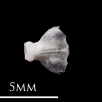 photo of European eel basioccipital ventral view