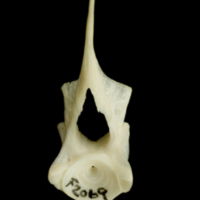 photo of Haddock first vertebra anterior view