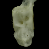 photo of Mediterranean moray caudal vertebra lateral view