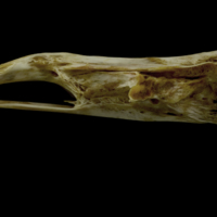 photo of European conger parasphenoid basioccipital complex lateral view