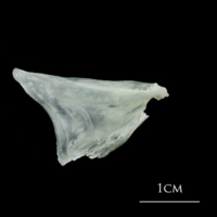 photo of European plaice opercular lateral view