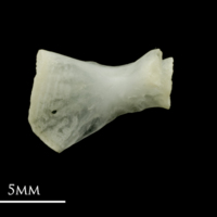 photo of Roach ceratohyal medial view