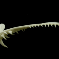 photo of Angler fish premaxilla lateral view