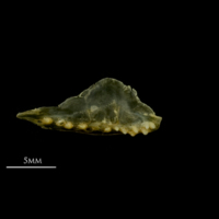 photo of European smelt pharyngeal dorsal view