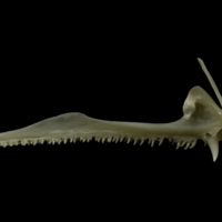 photo of Zander premaxilla medial view