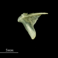 photo of Five-Bearded Rockling opercular medial view