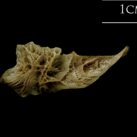 photo of Turbot posttemporal medial view