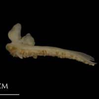 photo of Shore rockling premaxilla lateral view