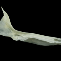 photo of European seabass cleithrum medial view