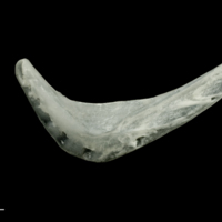 photo of Roach preopercular lateral view