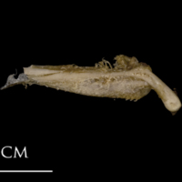 photo of White grouper pharyngeal ventral view