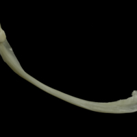 photo of Burbot maxilla medial view