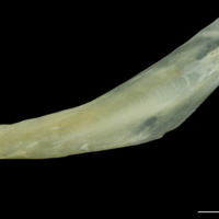photo of Northern pike supracleithrum medial view