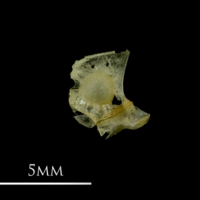 photo of European sprat otic bullae detail view