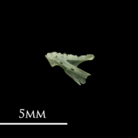 photo of Butterfish dentary lateral view