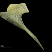 photo of Atlantic mackerel postcleithrum medial view