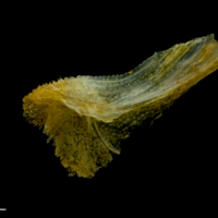 photo of Grey gurnard for assessment medial view