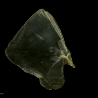 photo of European smelt opercular medial view