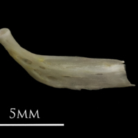 photo of European eel epihyal medial view