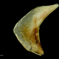 photo of Atlantic mackerel preopercular medial view