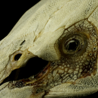 photo of Sturgeon skull lateral view