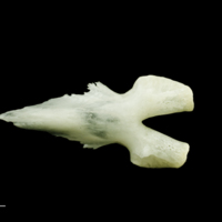 photo of Freshwater bream vomer ventral view