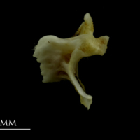 photo of Mediterranean moray for assessment medial view