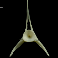photo of Whiting precaudal vertebra posterior view