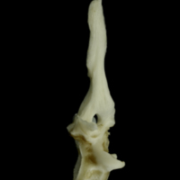 photo of Grey Triggerfish first vertebra lateral view
