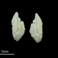 photo of Bullrout otolith(s) detail view