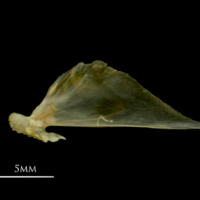 photo of European smelt articular medial view