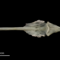 photo of European eel parasphenoid dorsal view