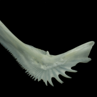 photo of European seabass preopercular medial view