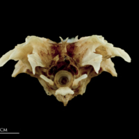 photo of Garfish parasphenoid posterior view