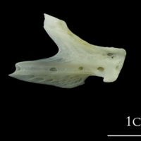 photo of European plaice dentary lateral view