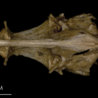 photo of White grouper parasphenoid basioccipital vomer complex ventral view
