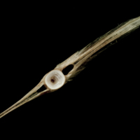 photo of Atlantic halibut precaudal vertebra posterior view