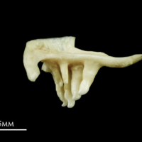 photo of Common dace pharyngeal ventral view