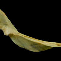 photo of Saithe cleithrum medial view