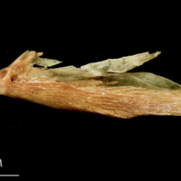 photo of Catfish supracleithrum lateral view