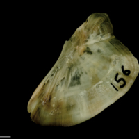 photo of Turbot subopercular lateral view