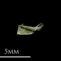 photo of Three-spined stickleback for assessment lateral view