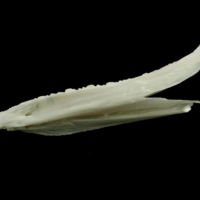 photo of Ling dentary lateral view