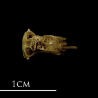 photo of John dory basioccipital dorsal view