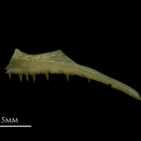 photo of Arctic Char premaxilla lateral view