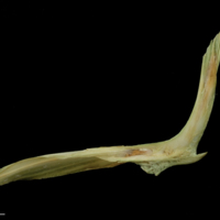 photo of John dory cleithrum lateral view